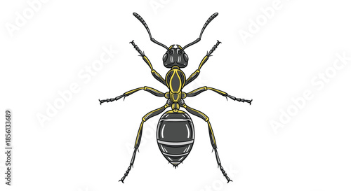 Highly detailed top down illustration of a black ant with golden highlights reveals the intricate sections and texture of its body and legs.