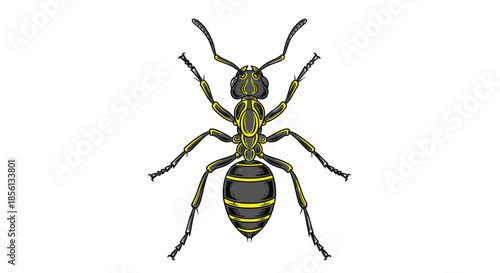 Detailed overhead view illustration of black and yellow striped ant isolated on a clean white background for design.