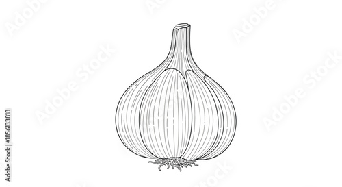 Detailed black and white line art illustration of a whole garlic bulb with roots isolated on white background.