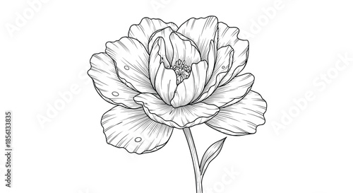 Detailed line art illustration of a beautiful blooming peony flower on a stem with a single leaf on white background.