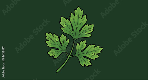 Single sprig of fresh green parsley with detailed leaves isolated against a solid dark green background color.