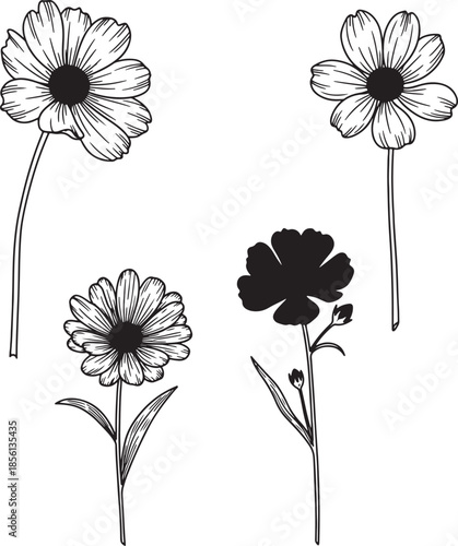 Four black and white line of flowers with detailed petals and stems also transparent background line black and white