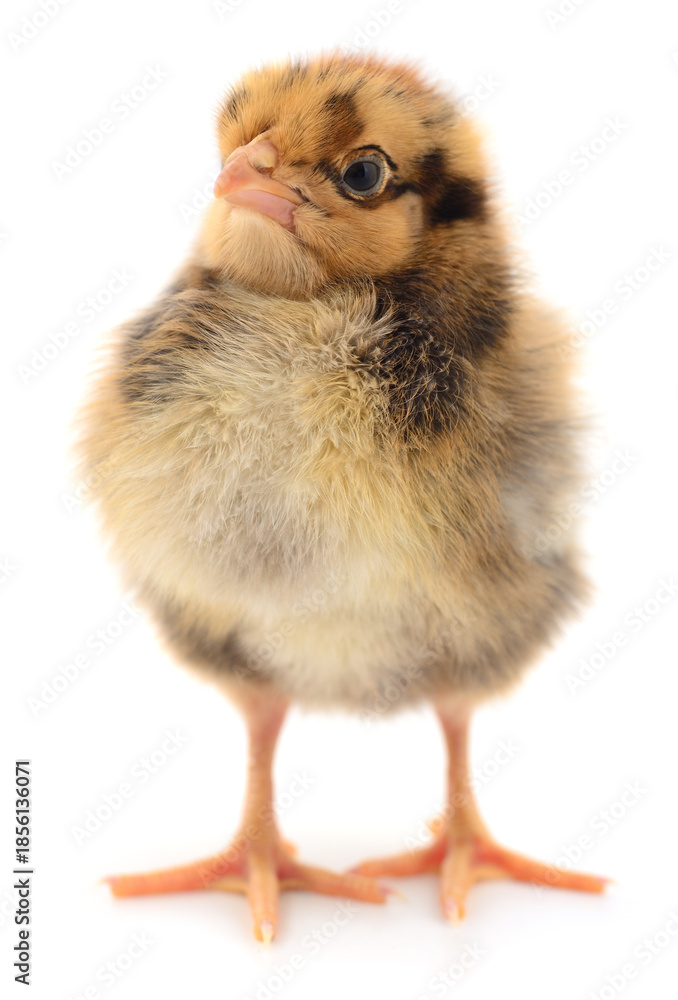 Obraz premium One little chick isolated on white background