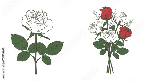 Beautiful rose flowers illustration on white background Vector, illustration