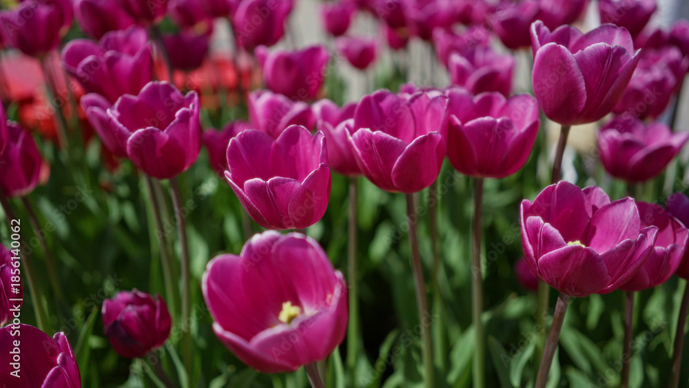 Fototapeta premium Vibrant pink tulips blooming outdoors in a lush garden in the netherlands during springtime showcasing vibrant colors and natural beauty