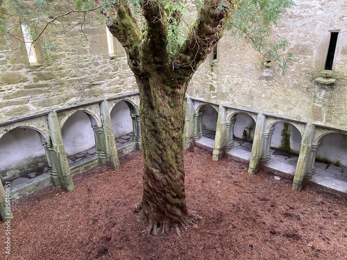 Abbaye de Muckross, un ancien monastère franciscain situé au cœur du parc national de Killarney, célèbre pour son cloître et son if centenaire