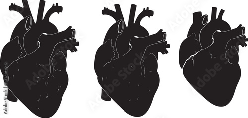 Three Black Silhouettes of Human Hearts with White Outlines and Internal Structures also transparent background