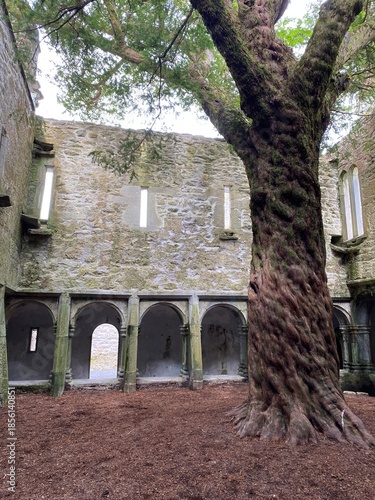 Abbaye de Muckross, un ancien monastère franciscain situé au cœur du parc national de Killarney, célèbre pour son cloître et son if centenaire