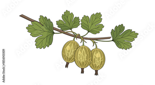 Detailed botanical illustration of a branch with green leaves and three ripe, textured gooseberries hanging naturally.