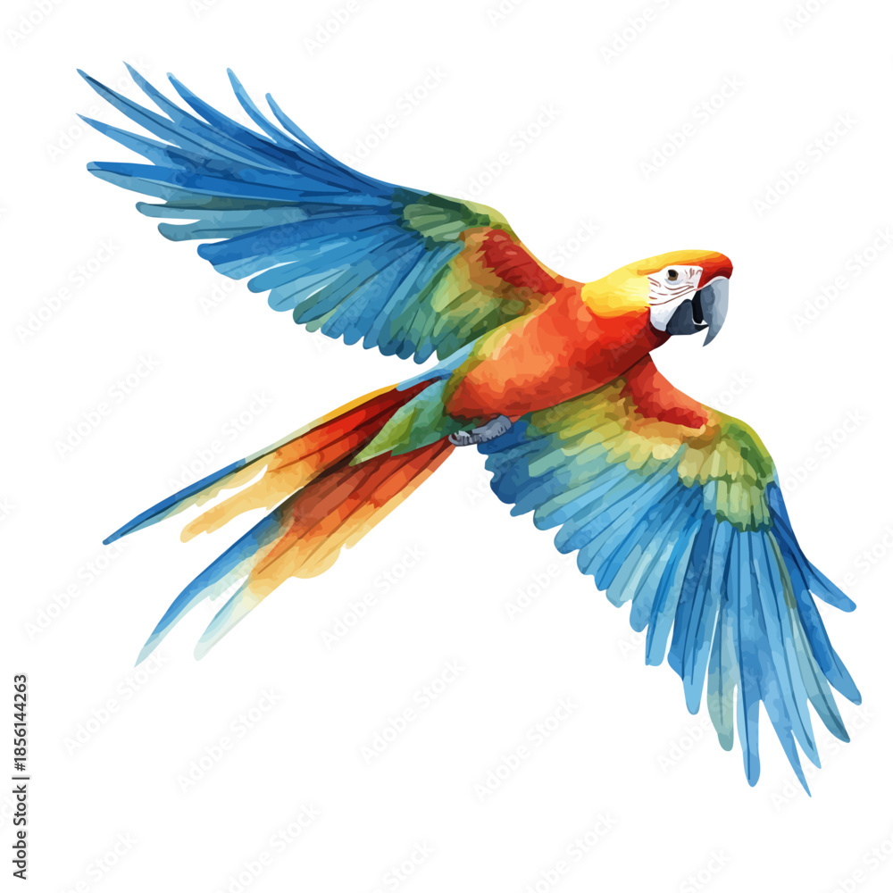 Obraz premium Two Parrots Flying, watercolor clipart vector, isolated on a white background.