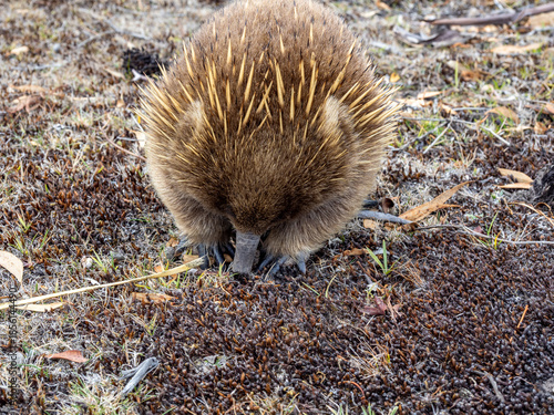 Billede på lærred Wild echidna in Maria island of Tasmania