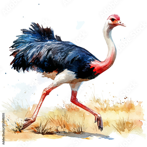 Ostrich Running Swiftly, watercolor painting vector, isolated on a white background.