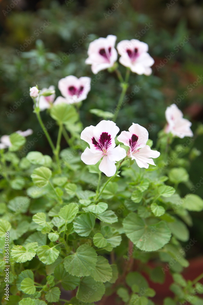 Fototapeta premium Pelargonium crispum 
