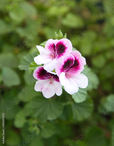 Pelargonium crispum 