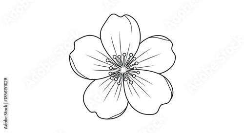 Simple line drawing of a single cherry blossom with five petals and delicate stamens isolated on a white background for spring floral decorations.