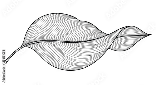 Detailed black and white botanical illustration of a single twisted leaf with intricate vein patterns in a classic woodcut or engraving style.