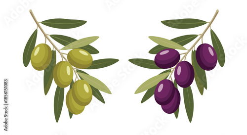 Two branches of olive trees featuring ripe green and deep purple olives with green leaves on a clean white background in a flat vector style.