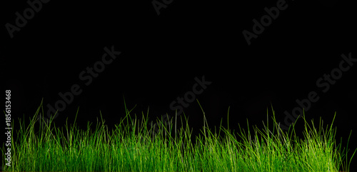 Green grass on a black background