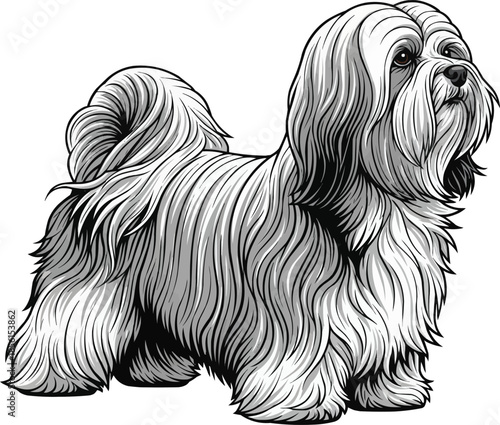 Lhasa Apso dog standing elegant groomed show stance