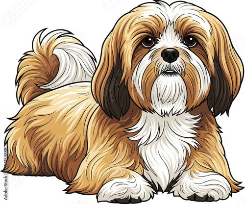 Lhasa Apso dog lying down relaxed head raised pose