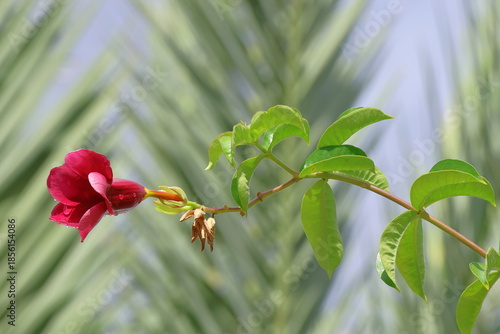 Beautiful red flower on the background of the green palm leaves.