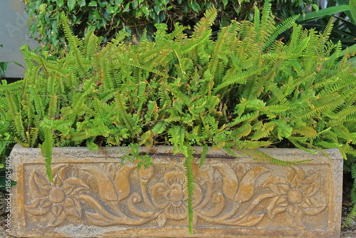 Ferns in the garden of the house, closeup of photo