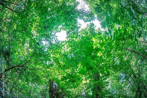 Fotografia Lush green forest canopy, sunlight filtering through leaves, dappled effect on g