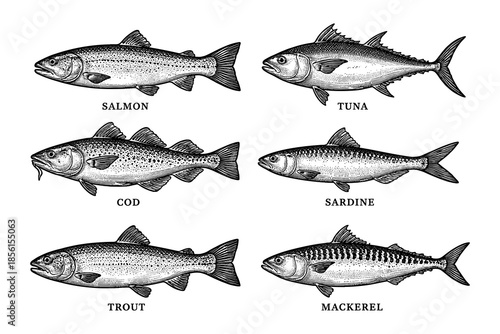 Hand drawn fish collection featuring tuna, salmon, cod, and more marine species