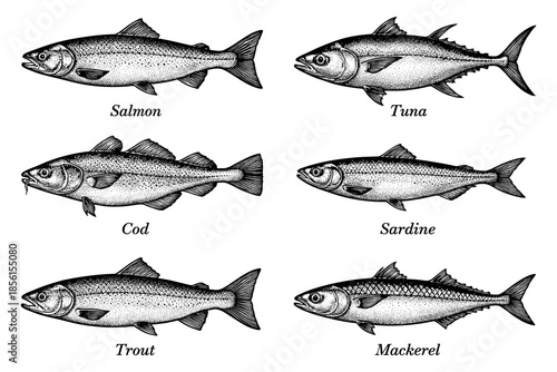 Realistic ink drawings of popular fish species in detailed black and white