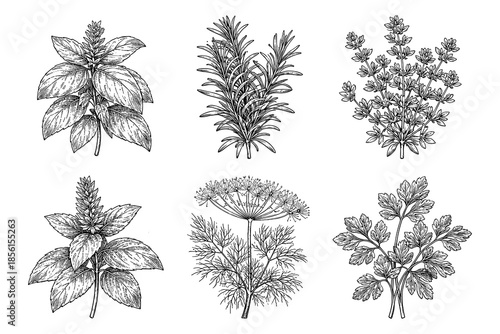 Hand drawn botanical herbs collection: basil, rosemary, lavender, mint, dill, parsley