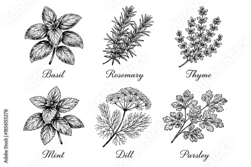Black and white hand-drawn botanical herb collection with basil, rosemary, thyme, mint, dill, and parsley