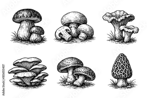 Hand drawn mushroom collection featuring morel and chanterelle