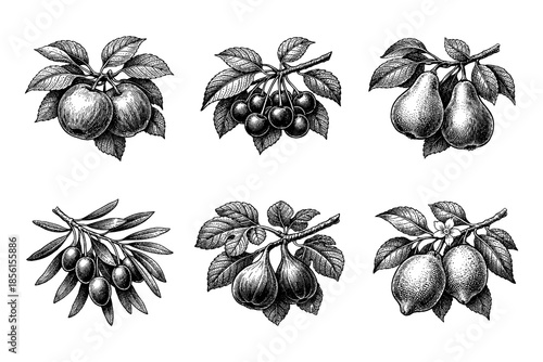 Detailed botanical fruit engravings: plums, cherries, pears, olives, figs, lemons