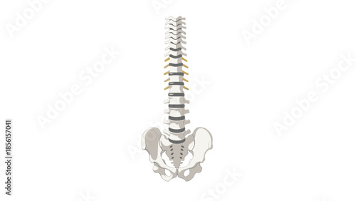 Simplified grey anatomical illustration of the human spine and pelvis, highlighting key vertebrae and skeletal structure for basic understanding.