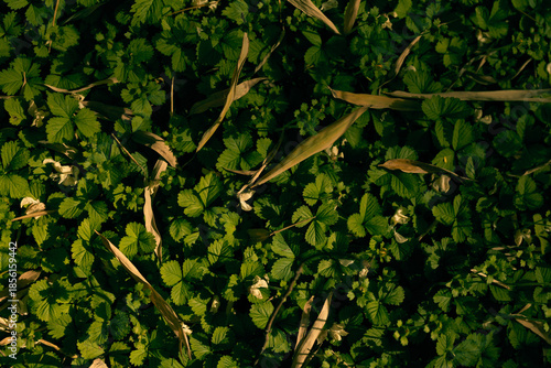 groundcover green leaves foliage plants nature closeup of low leafy carpet with dried grass and soft sunlight, detailed texture and pattern of small vegetation on the forest floor