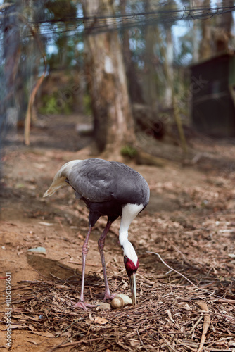 crane bird eggs nest wildlife nature adult feeding on ground near clutch in forest habitat, long legs and curved neck tending pale eggs among leaf litter and sticks during nesting season