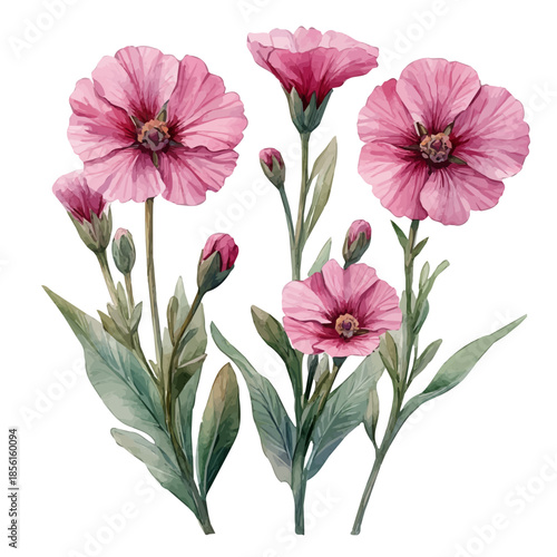 Lychnis Flower, clipart watercolor vector with vivid accents and harmonious tones, isolated on a white background.