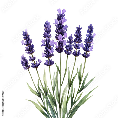 Lavender Flower, clipart watercolor vector with vivid accents and harmonious tones, isolated on a white background.