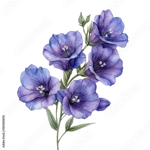 Larkspur Flower, clipart vector in watercolor style with flowing brushwork, isolated on a white background.
