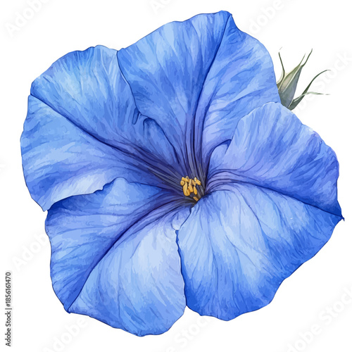 Ipomoea Flower, vector watercolor clipart with soft pastel strokes, isolated on a white background.