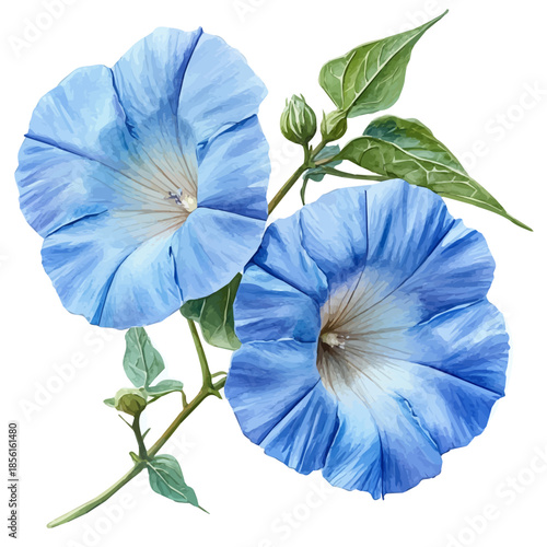 Ipomoea Flower, clipart watercolor vector with vivid accents and harmonious tones, isolated on a white background.