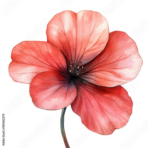Honesty Flower, clipart vector in watercolor style with flowing brushwork, isolated on a white background.