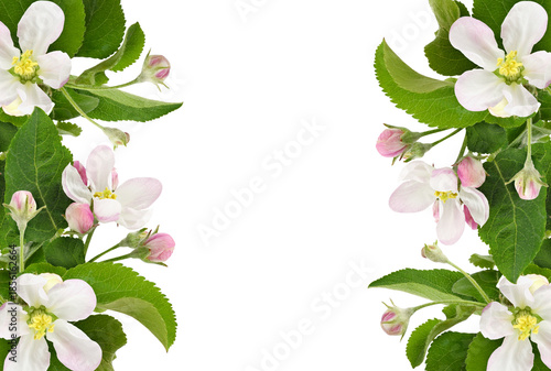 Apple tree twigs with pink ...