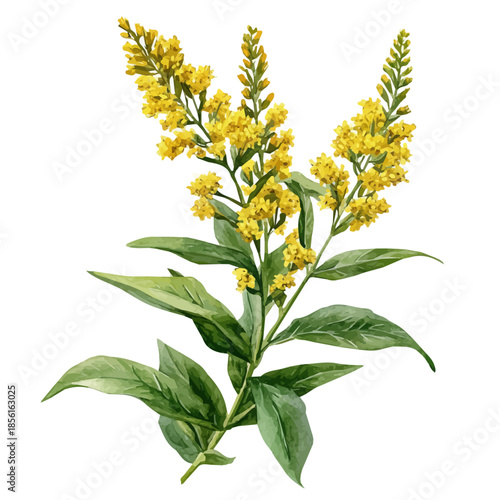 Photos Goldenrod Flower, clipart vector in watercolor style with flowing brushwork, isolated on a white background