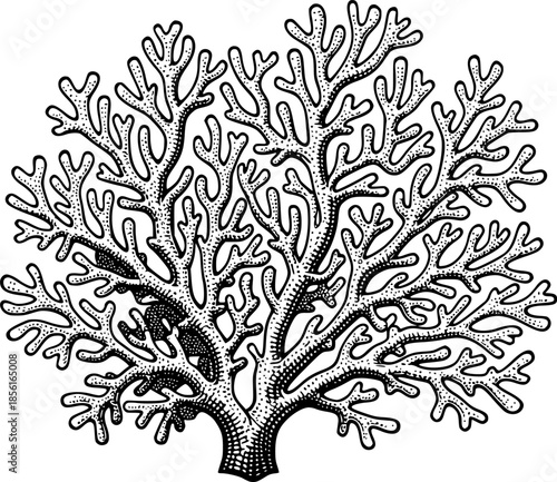Detailed woodcut illustration of branching coral structure with
