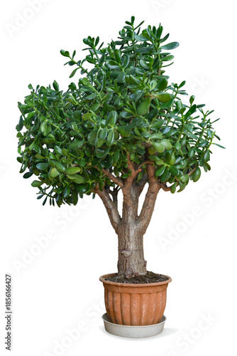 Beautifully formed  crassula flower in white background
