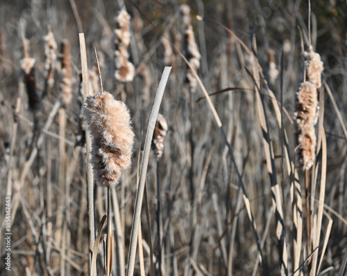 Cattail stems growing in wetland in winter