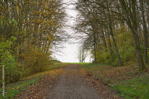 Autumn forest trail with fallen leaves. Dirt trail leading uphill through autumn forest. Yellow and brown leaves, arched branches and light ahead evoke transition and solitude.