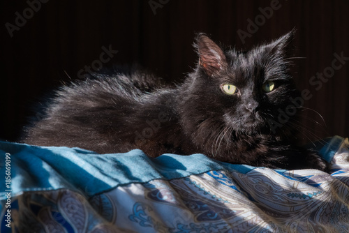 A Beautiful Black Furry Cat with Yellow Eyes is Standing on the Made Bed and Watching with Great Curiosity