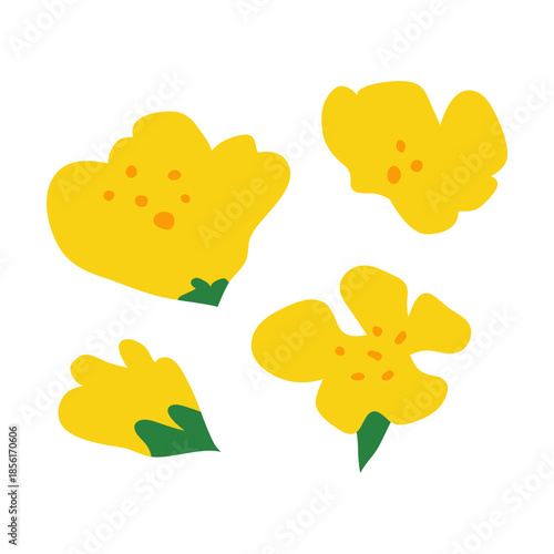 Hand drawn rapeseed flowers isolated on white background. Blooming canola plants.